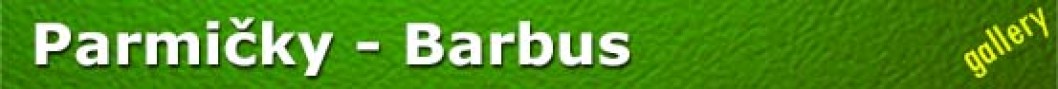 Parmicky - Barbus
